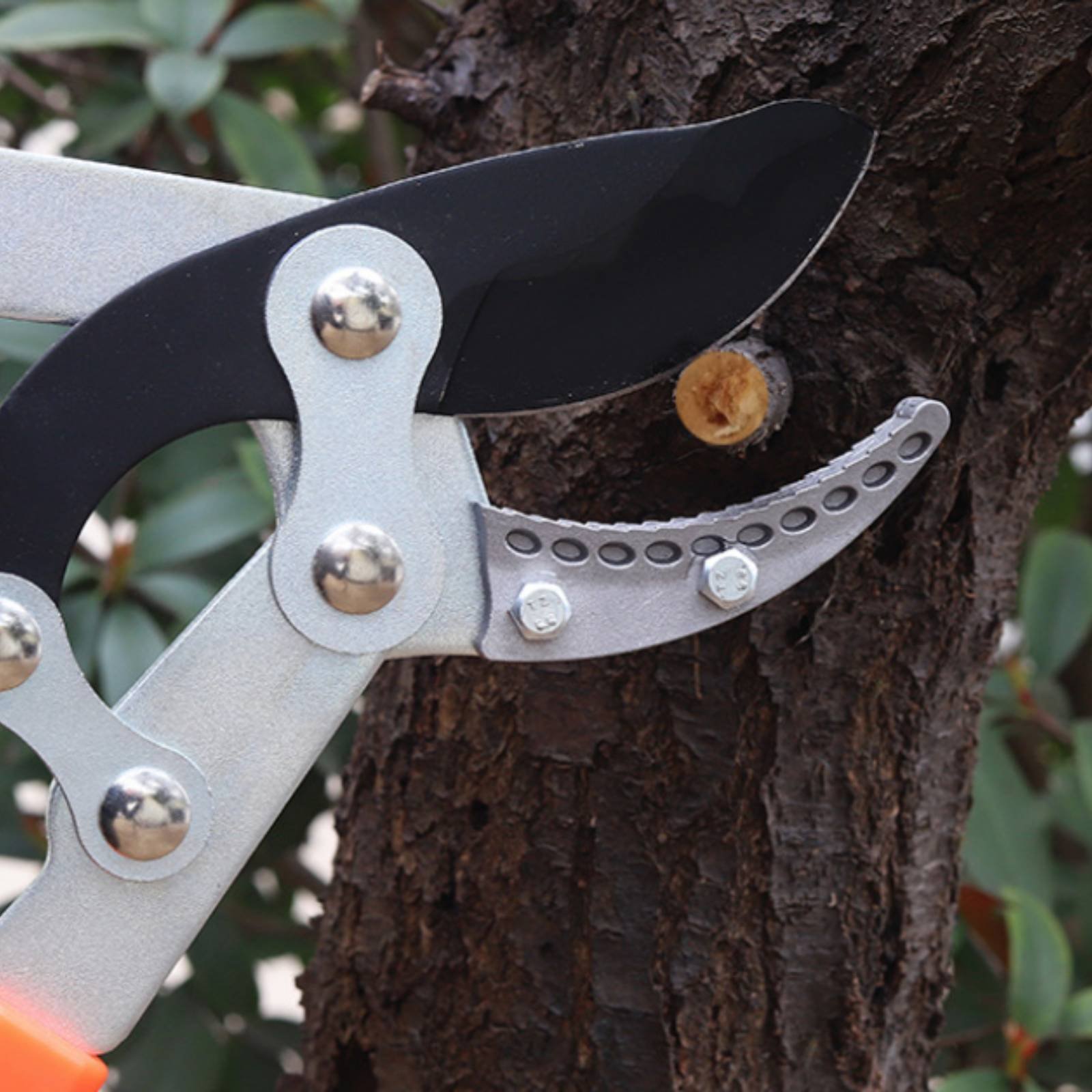 กรรไกรตัดกิ่งแบบยืดหดได้ ใบมีด - Gardening Tool บทวิจารณ์และราคา